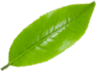 pickwcik citroverbena  1