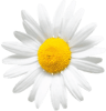 pickwick camomile  1