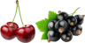 pickwick cherry black currant