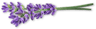pickwick lavender