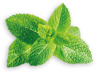 pickwick mint